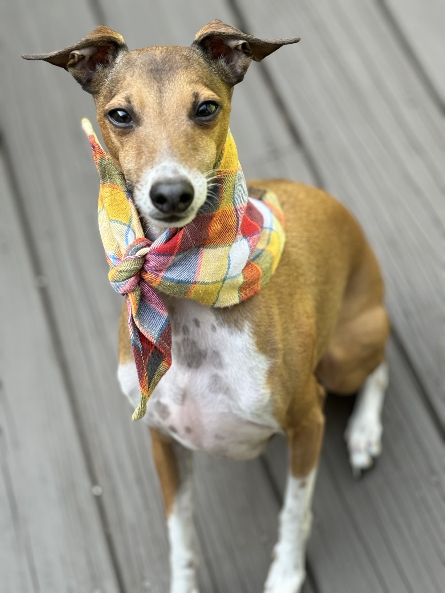 Flannel Pet Bandana