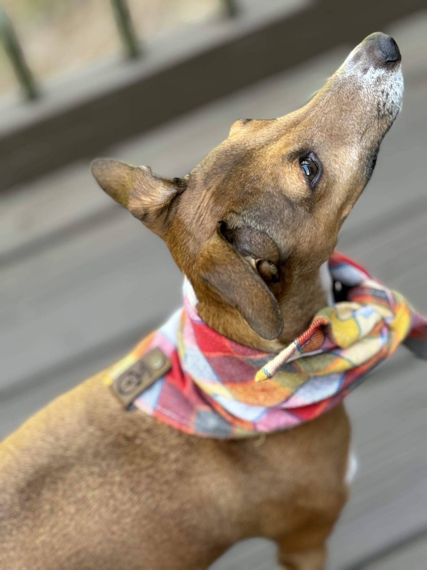 Flannel Pet Bandana